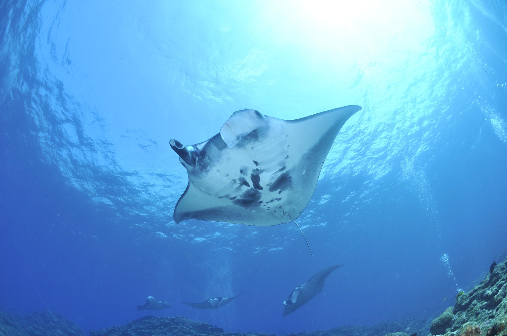 Manta Ray Swimming