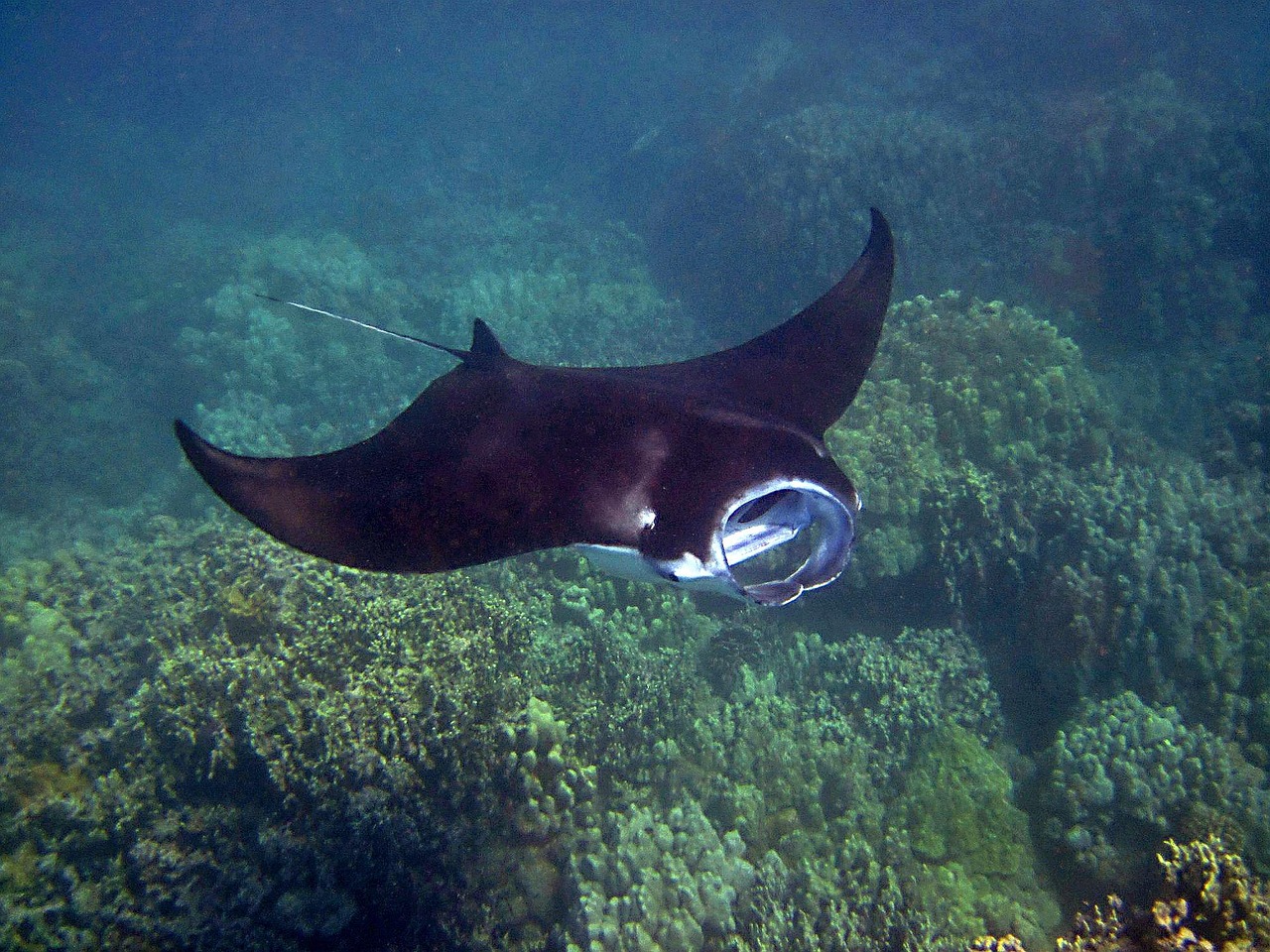 Manta Ray